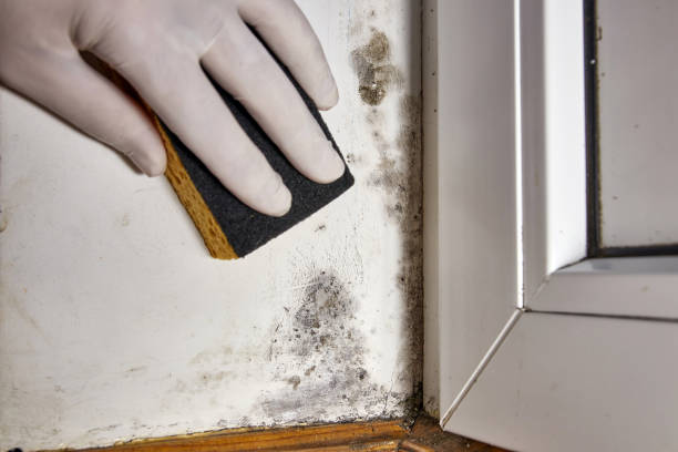 Best Air Quality Testing for Mold Spores  in Berlin, NJ